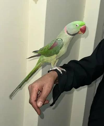 Kashmiri Raw Parrot Urgent Sale