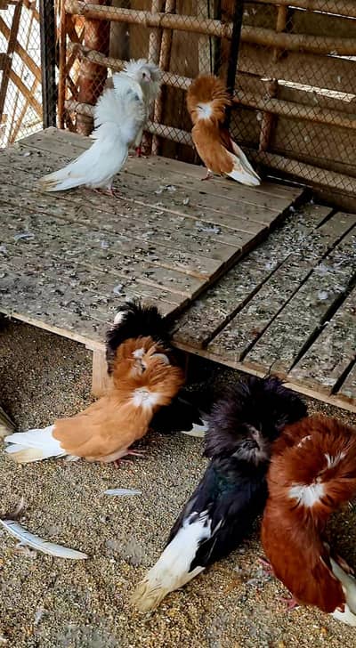 JACOBIN BREEDER PAIRS (IMPORTED BLOODLINE & EXHIBITION QUALITY)