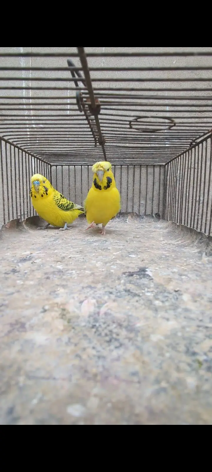 Lemon TCB undersize pair — photo 2