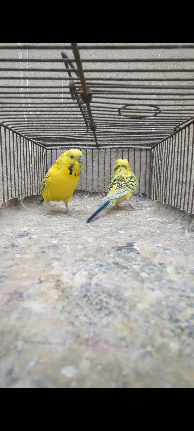Lemon TCB undersize pair — photo 4