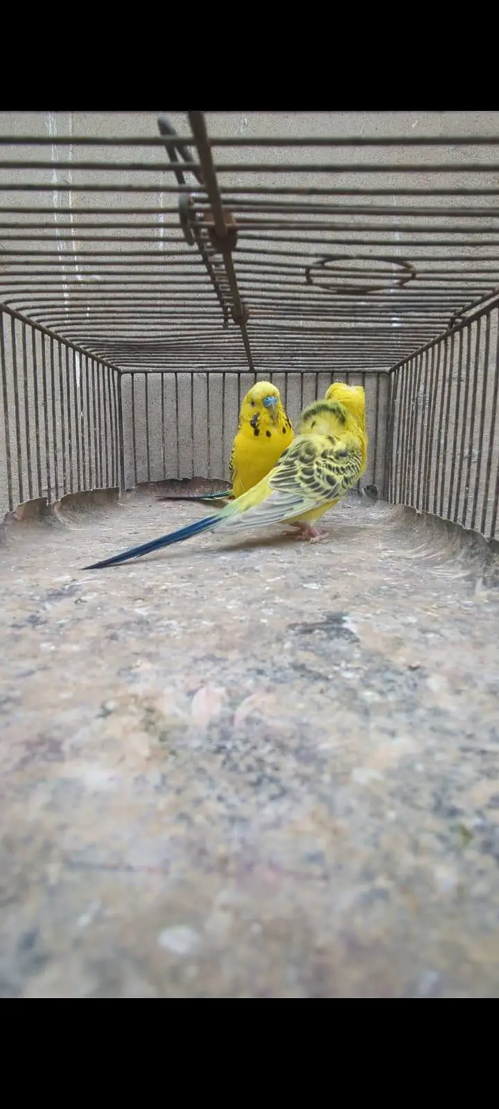 Lemon TCB undersize pair — photo 5
