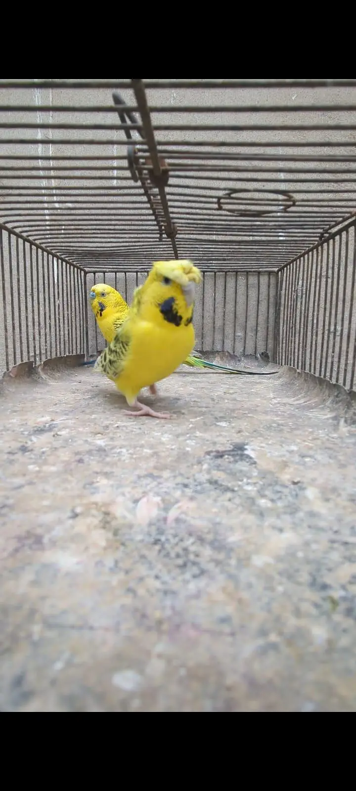 Lemon TCB undersize pair — photo 6
