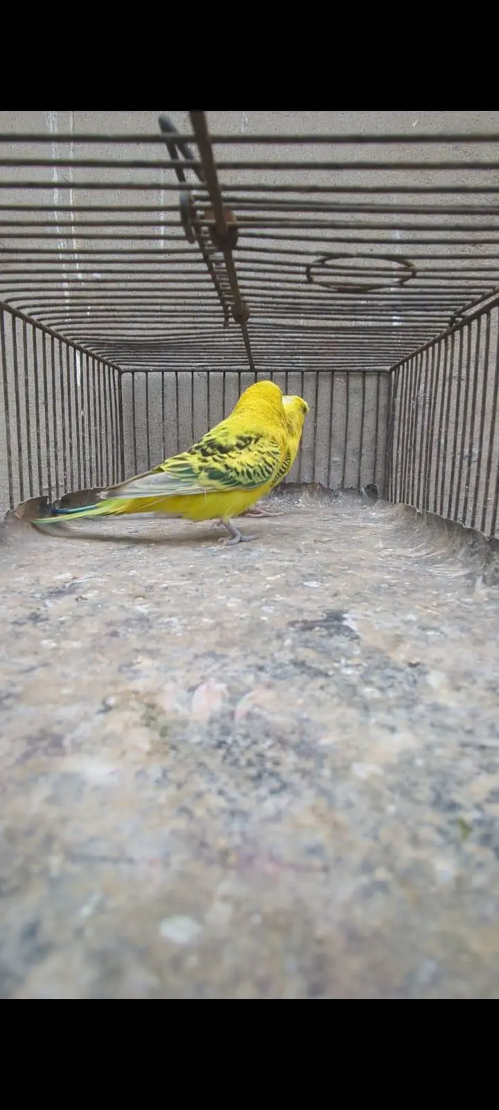 Lemon TCB undersize pair — photo 7