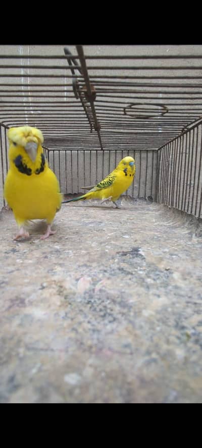 Lemon TCB undersize pair