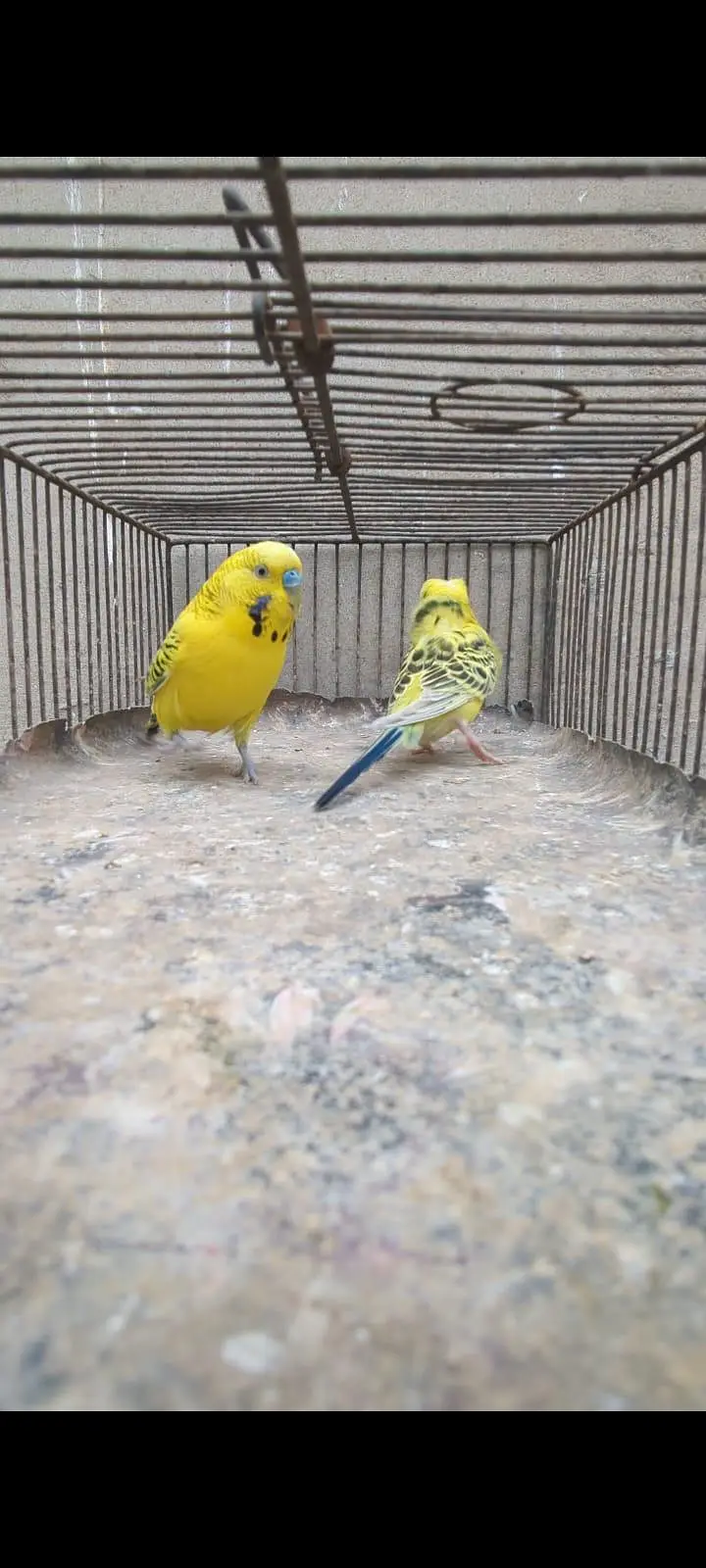 Lemon TCB undersize pair — photo 8