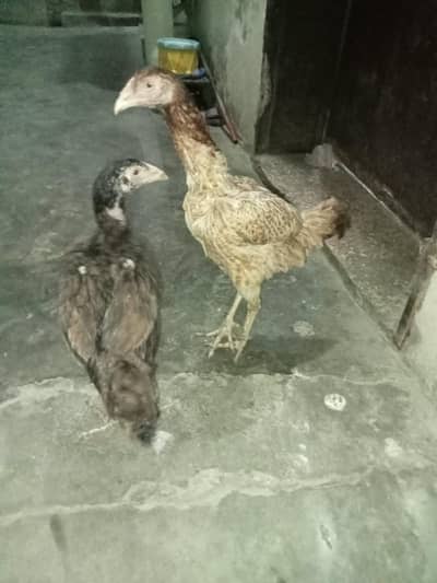 aseel pair available high quality