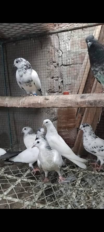 35 Wala pair