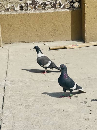 Breeding our flying ka leya ready ha