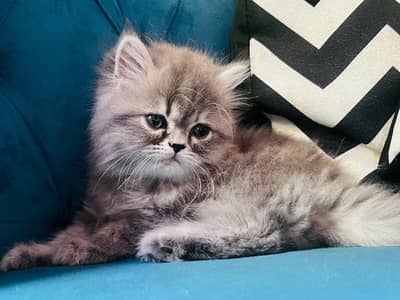 Grey Kitten triple coat punch face