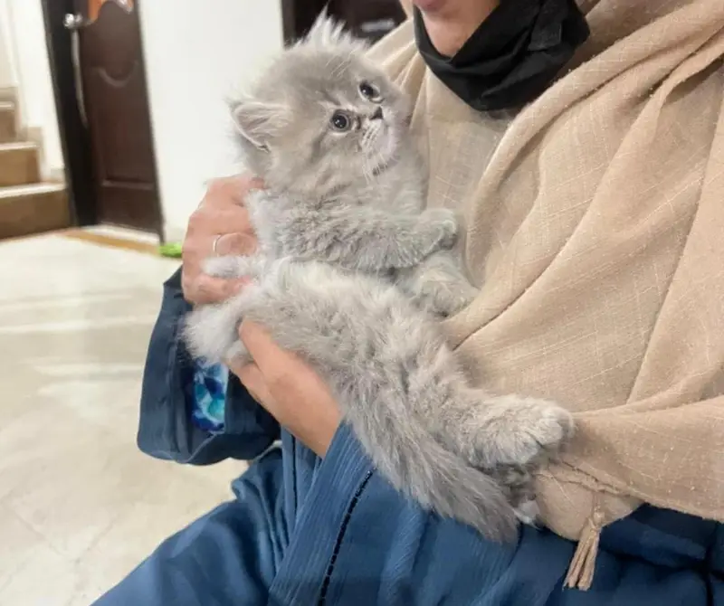 Grey Kitten triple coat punch face — photo 2
