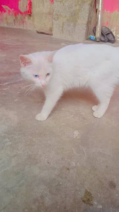 Persian kitten odd eyes veryplayfull