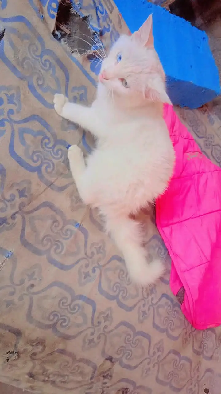 Persian kitten odd eyes veryplayfull — photo 2