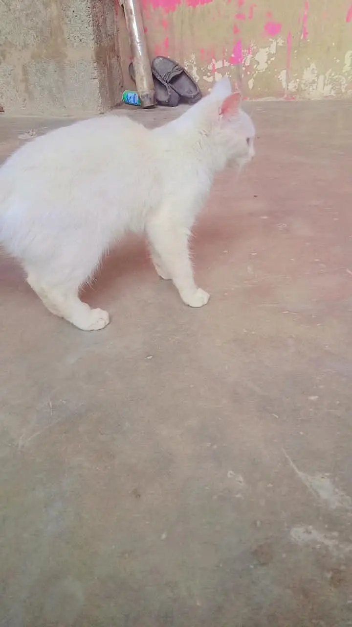 Persian kitten odd eyes veryplayfull — photo 3