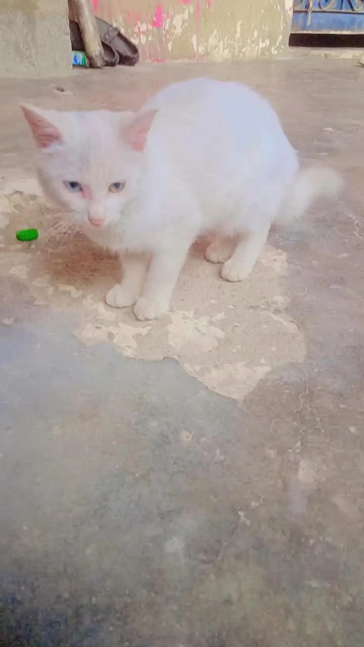 Persian kitten odd eyes veryplayfull — photo 4