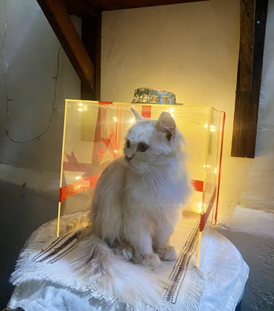 Light brown Persian kitten