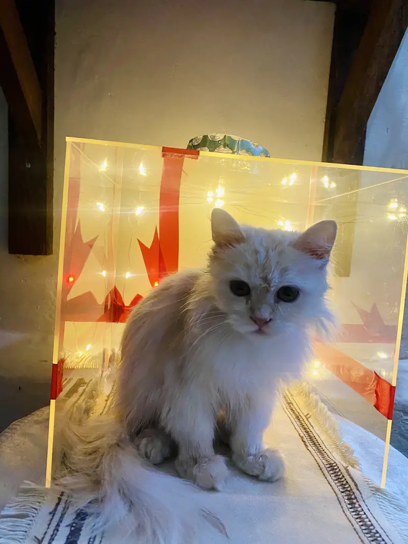 Light brown Persian kitten — photo 2