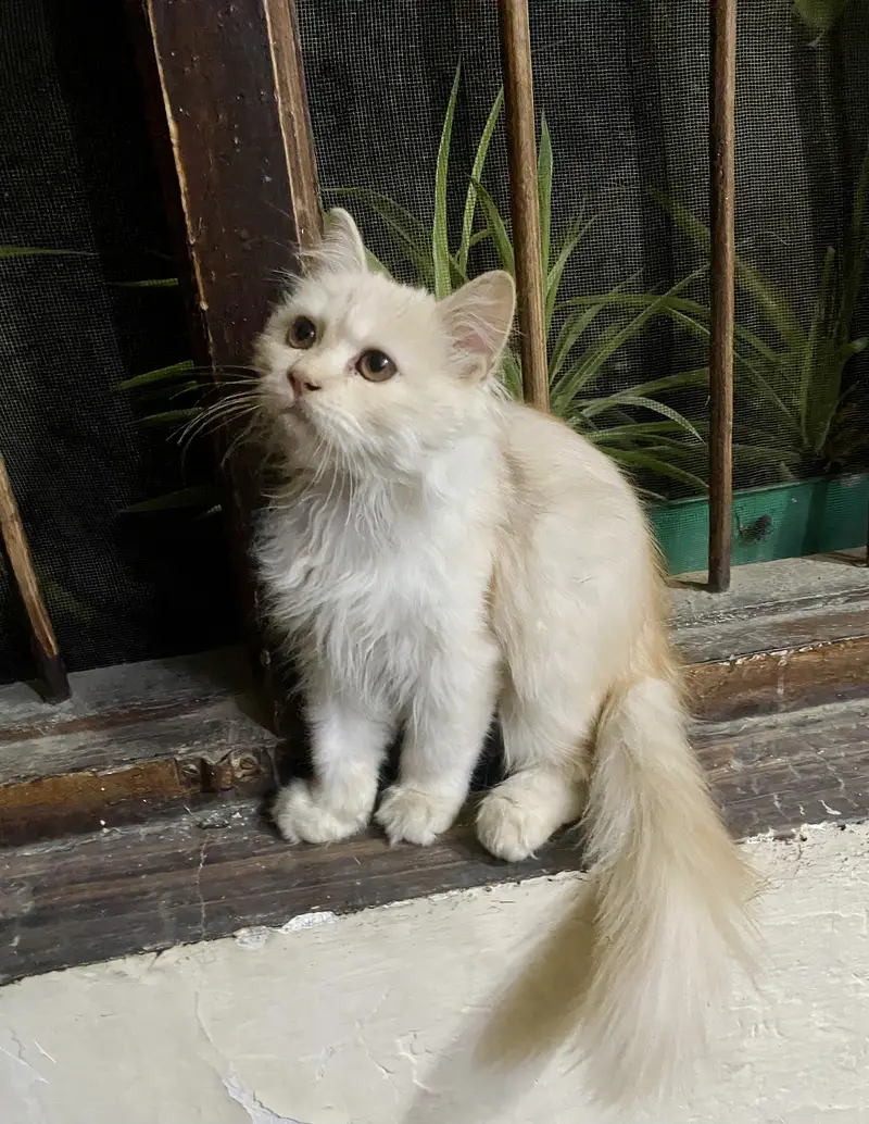 Light brown Persian kitten — photo 3