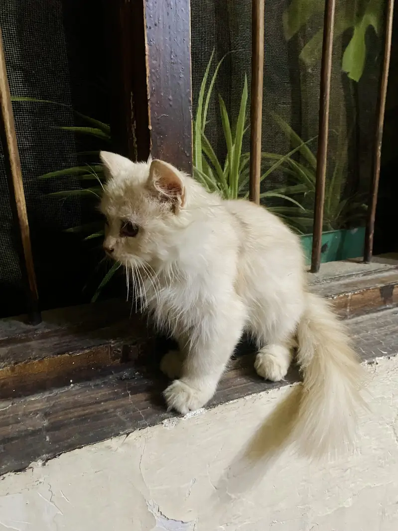 Light brown Persian kitten — photo 4