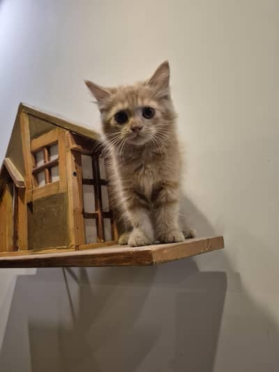 Persian Cat / Kitten