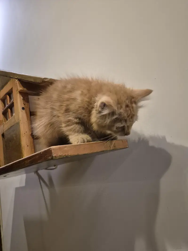 Persian Cat / Kitten — photo 3