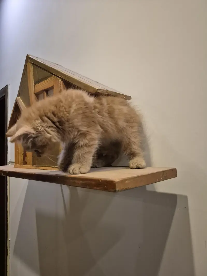 Persian Cat / Kitten — photo 4