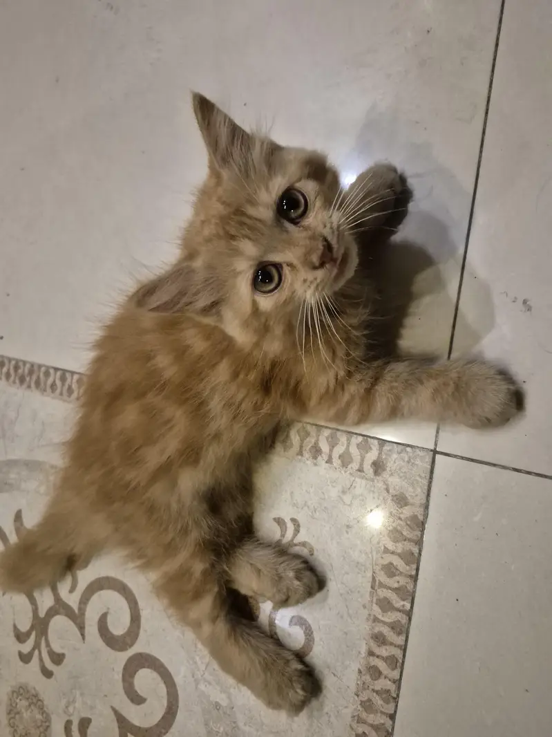Persian Cat / Kitten — photo 5