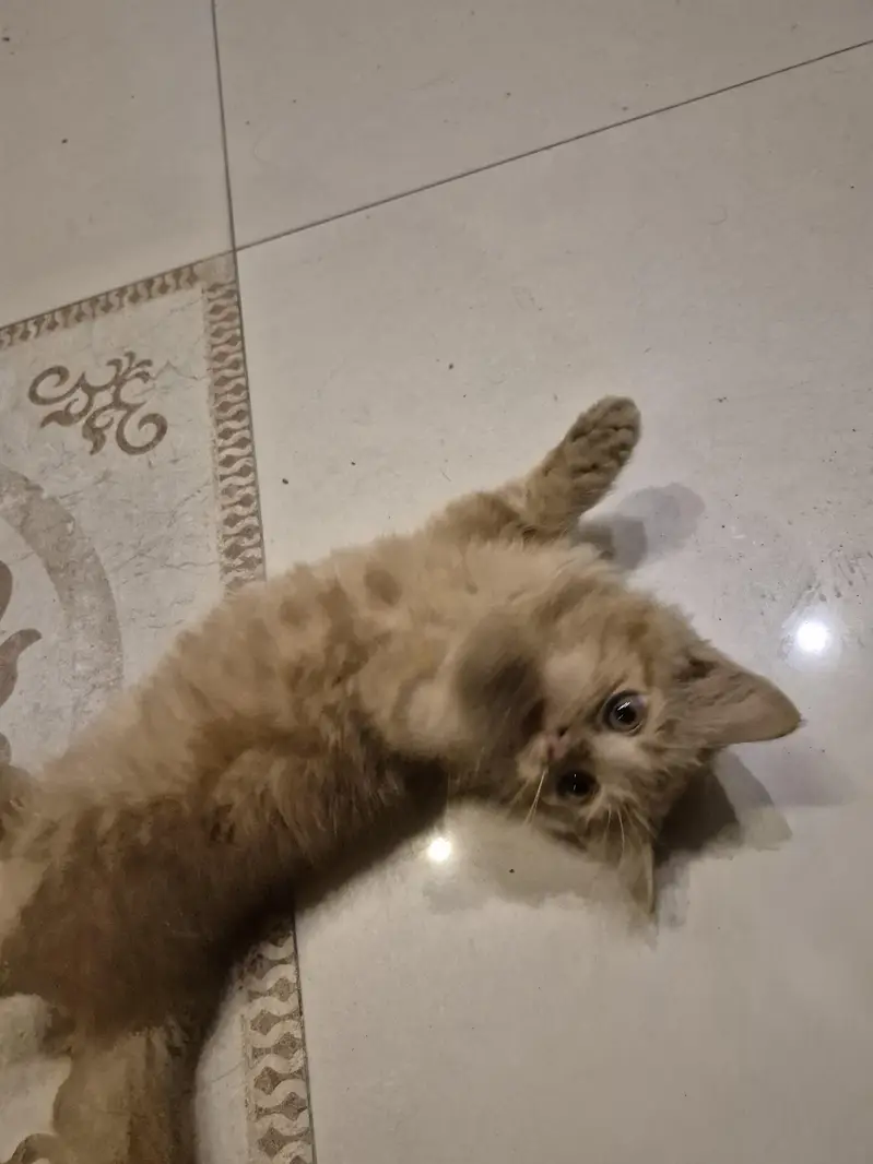 Persian Cat / Kitten — photo 6