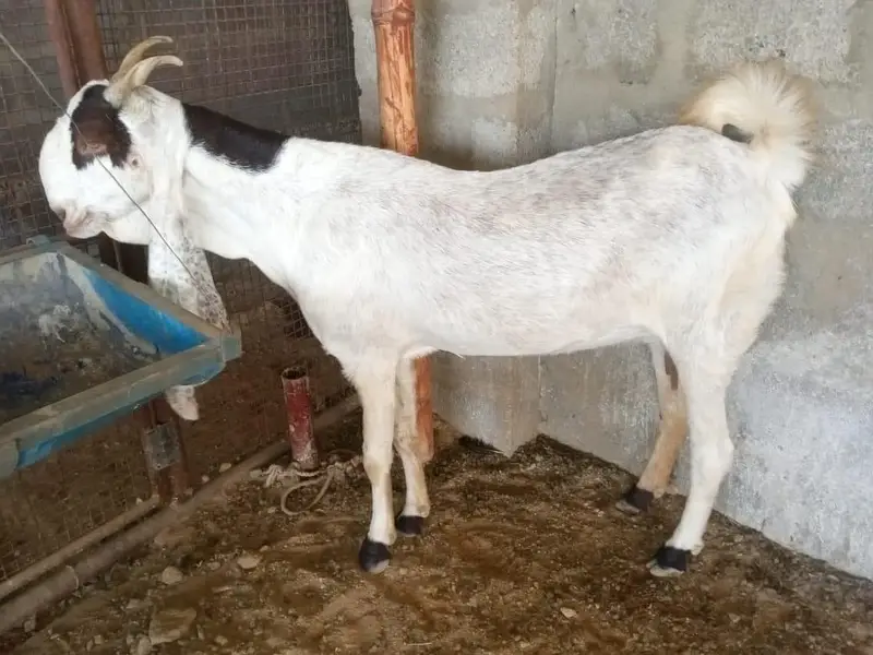 Kamori 4 Dant hai 2 mahiny ki lagi hue hai