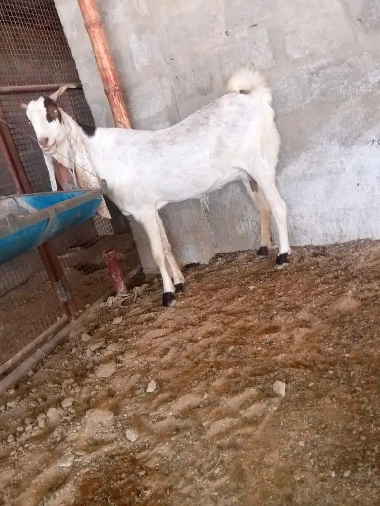 Kamori 4 Dant hai 2 mahiny ki lagi hue hai — photo 2