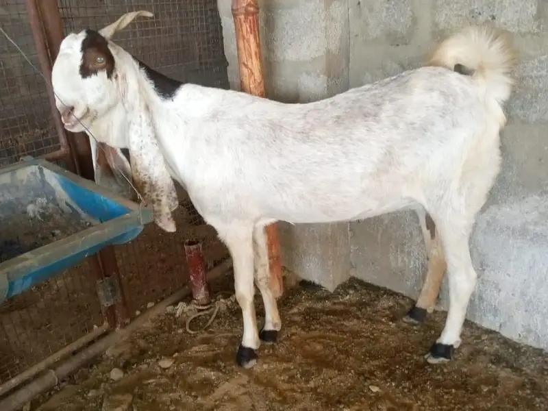 Kamori 4 Dant hai 2 mahiny ki lagi hue hai — photo 3