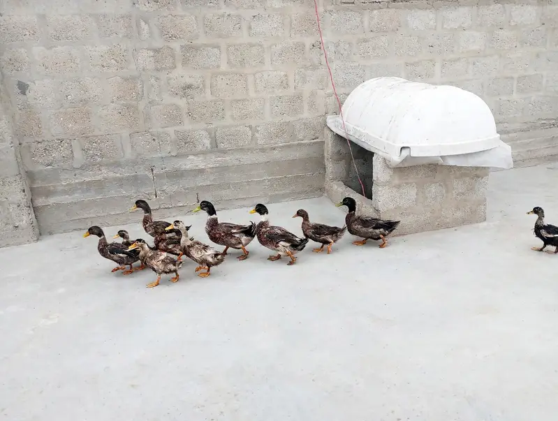 Ducks urgent sale — photo 2