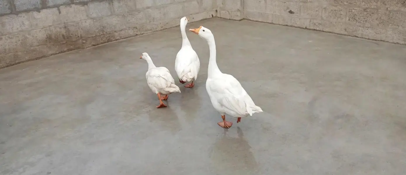 Ducks urgent sale — photo 4