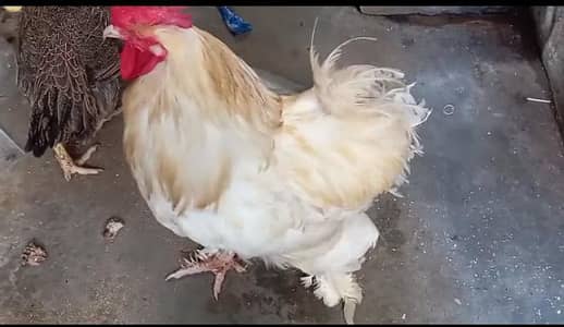 WHITE BUFF HEAVY MALE READY TO BREED & TCB CRUSTED UNDER PAIR