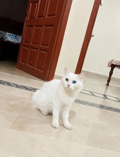 triple cote od eyes fimle full trnd cat 03489375822