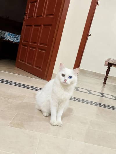 triple cote od eyes fimle full trnd cat 03489375822