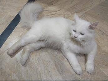 pure white Parisian cat
