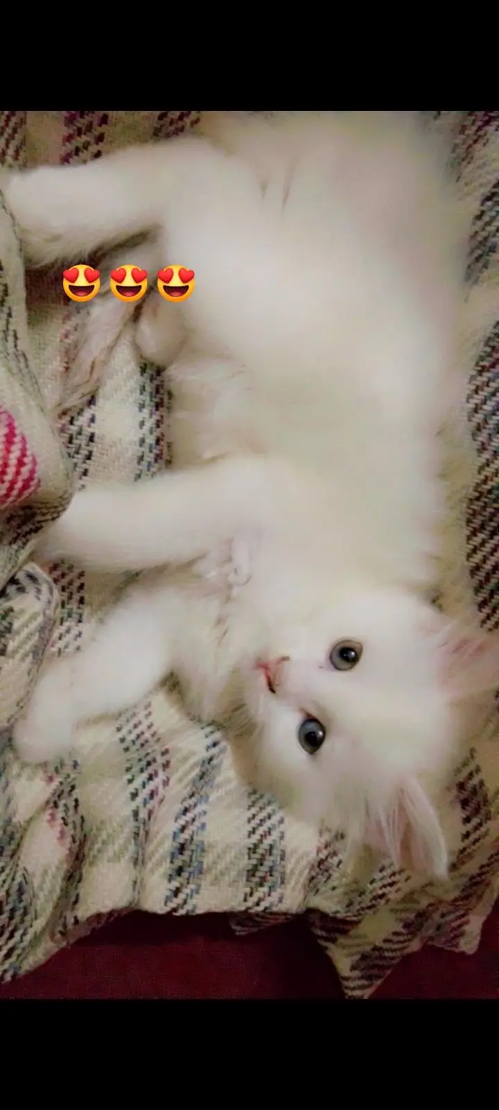 pure white Parisian cat — photo 3