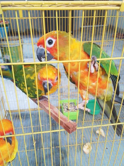 Sun Conure Pair