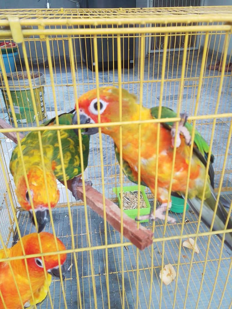 Sun Conure Pair 1