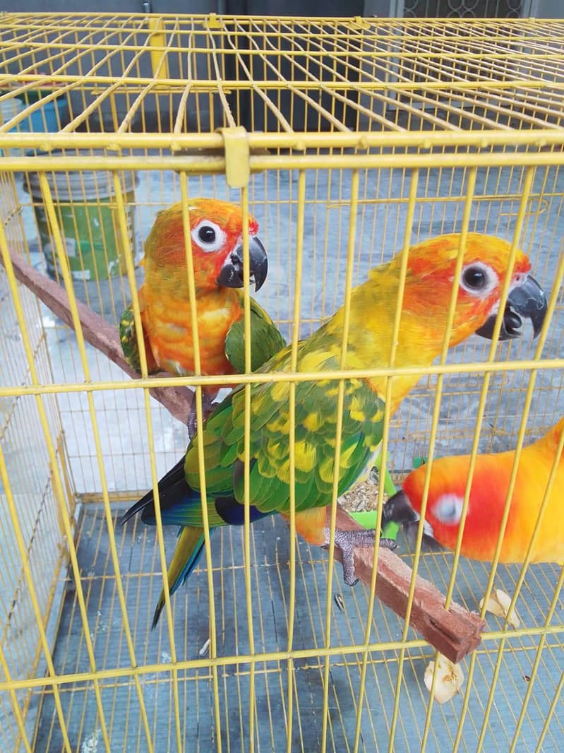Sun Conure Pair 2