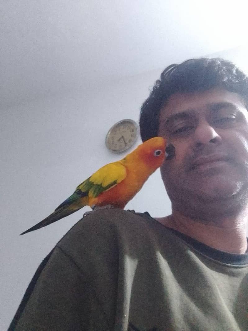 Sun Conure Pair 3