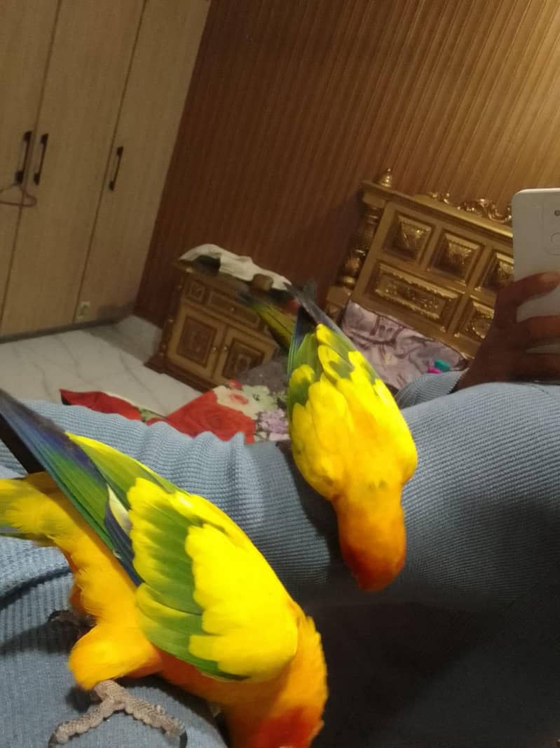 Sun Conure Pair 4
