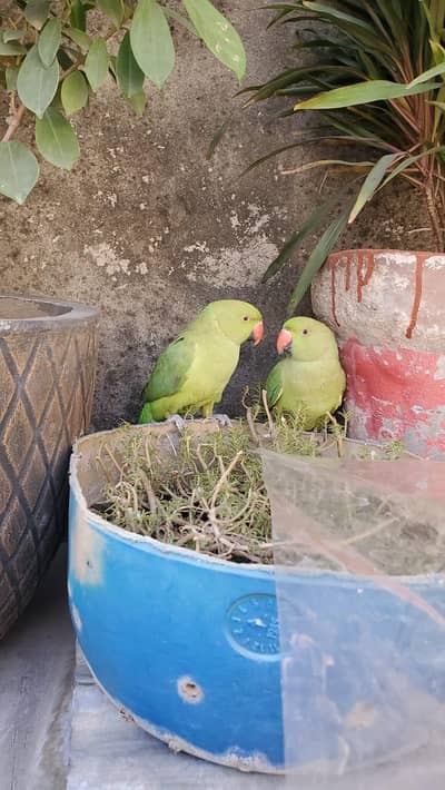 green parrots
