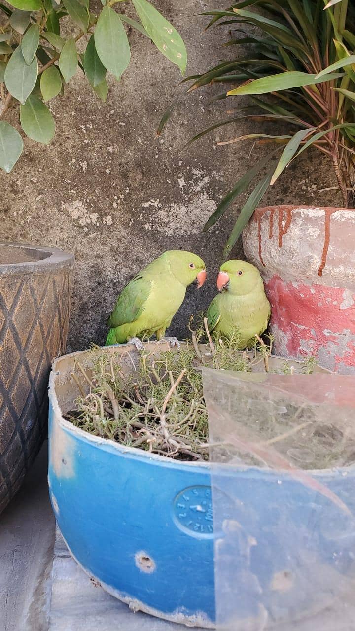 green parrots 1
