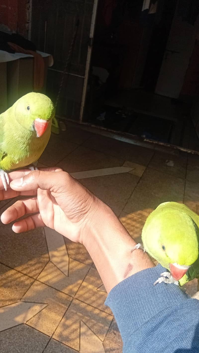 green parrots 2