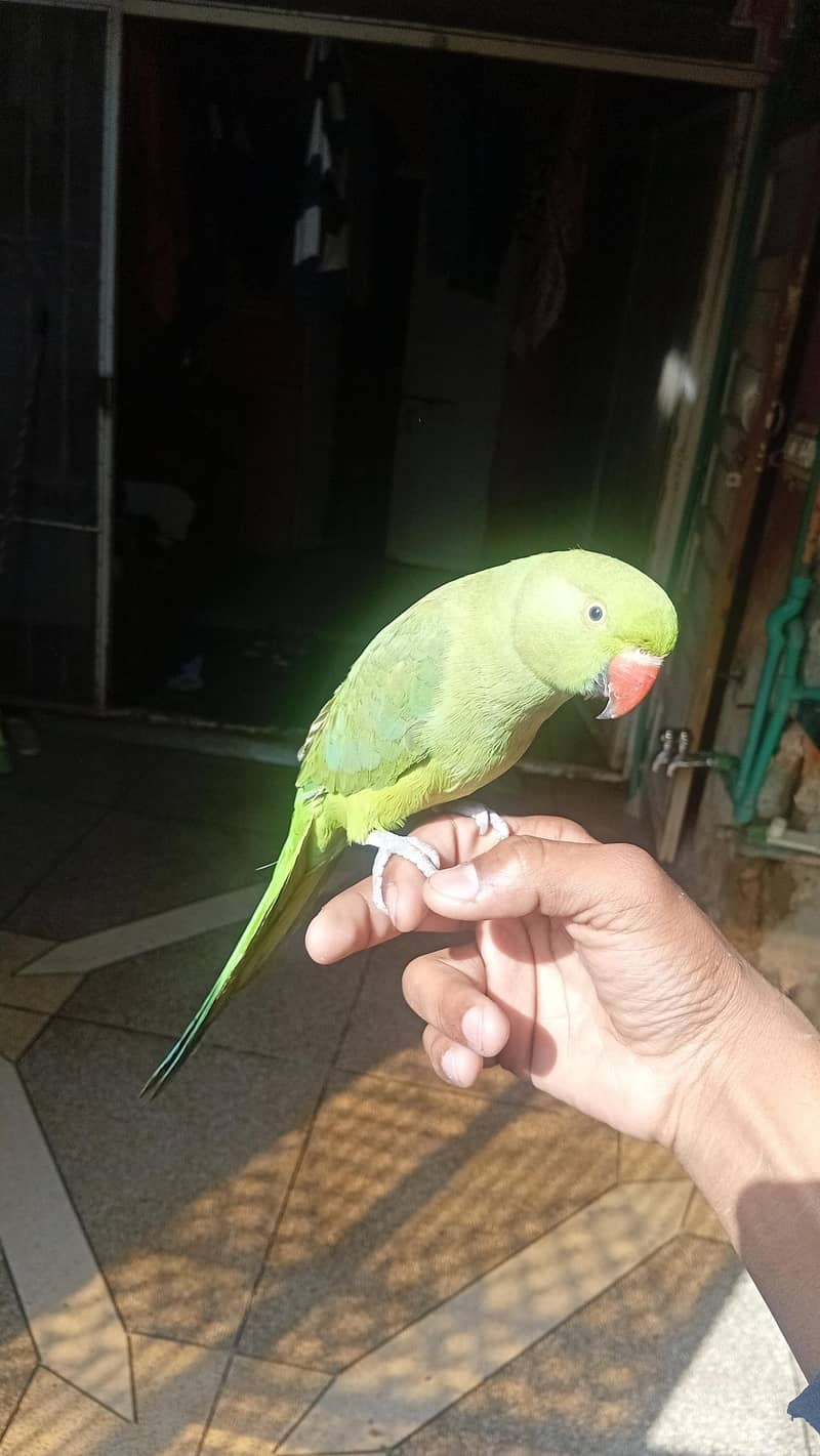green parrots 3