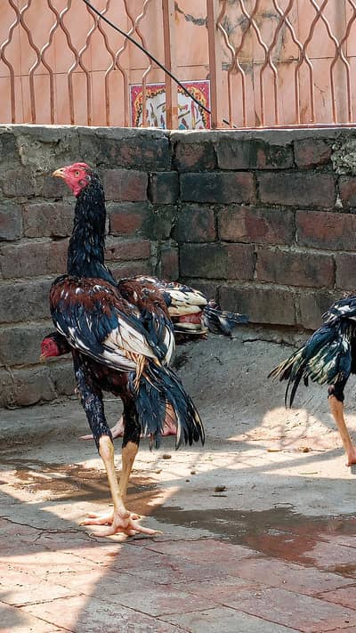 home breed patha. . . aseel