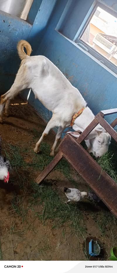 راجن پوری بیتل