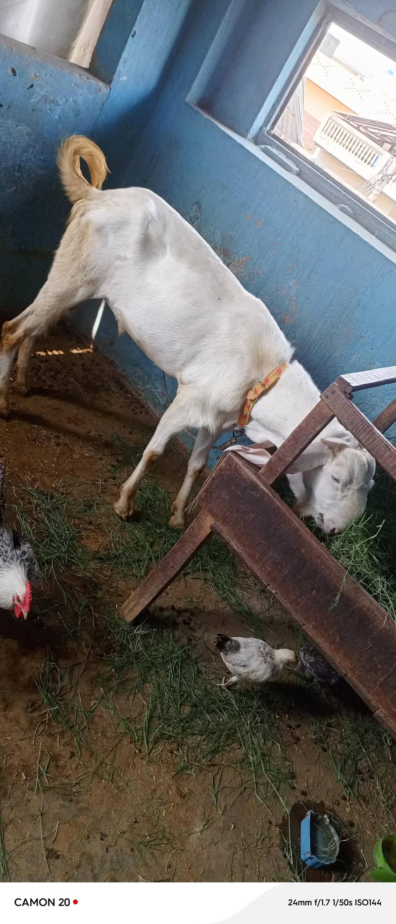 راجن پوری بیتل 0