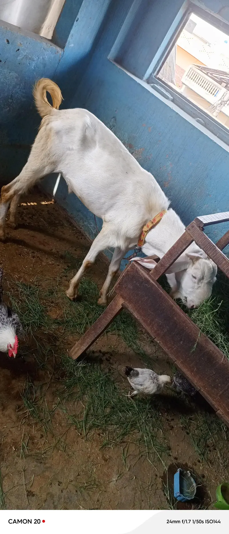 راجن پوری بیتل